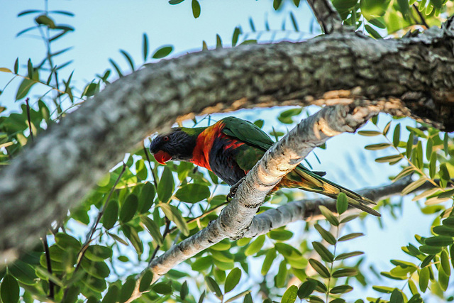 Lorikeet