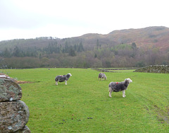 oad - wet herdwicks