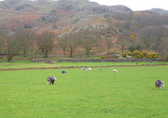 oad - Herdwick lamb