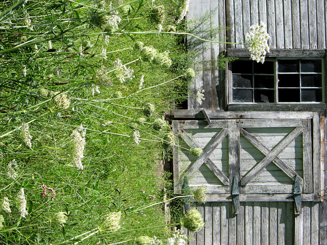 Queen Anne's Lace