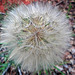Wonderful seedhead and its the size of a big tennis ball !