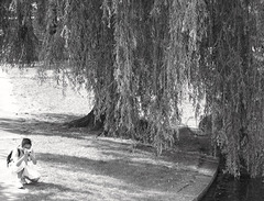 Photographer, Public Garden