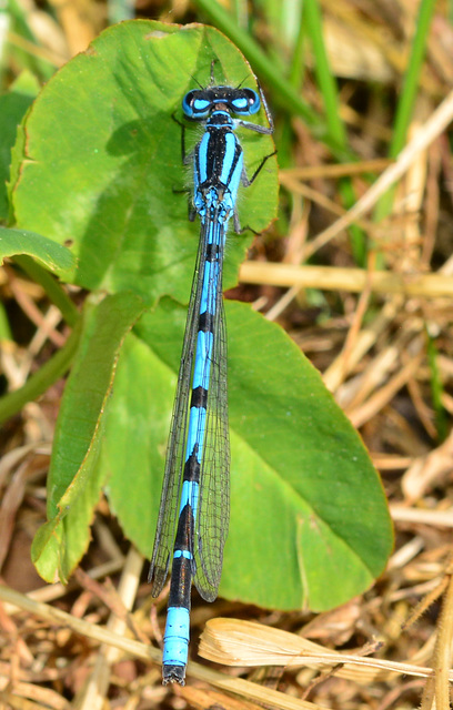 Azure Damselfly, Coenagrion puella.male