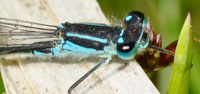 Azure Damselfly, Coenagrion puella.female