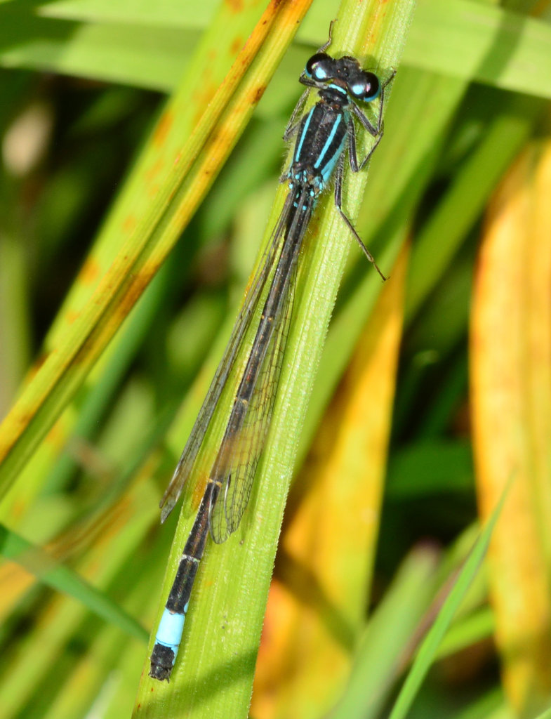Azure Damselfly, Coenagrion puella.female