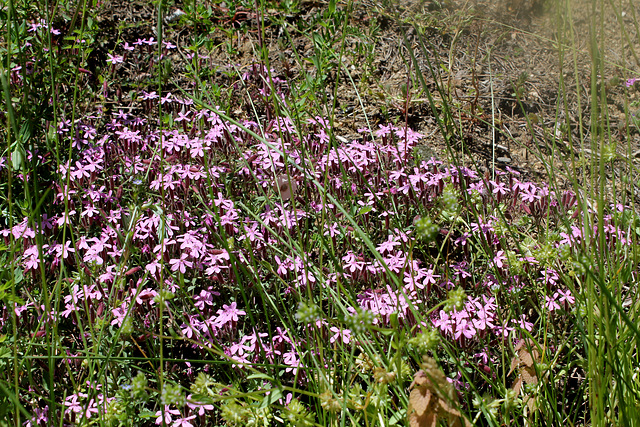 Saponaria ocymioïdes (2)