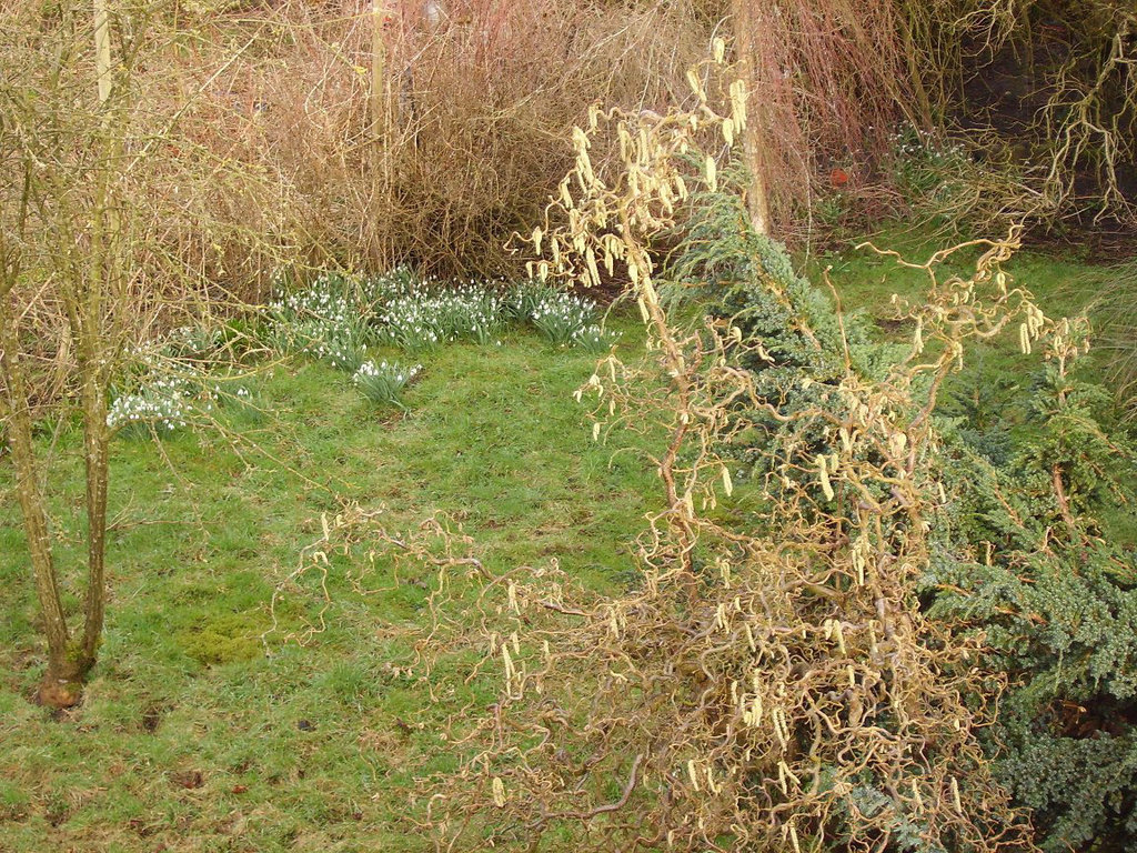 gbw - catkins in spring