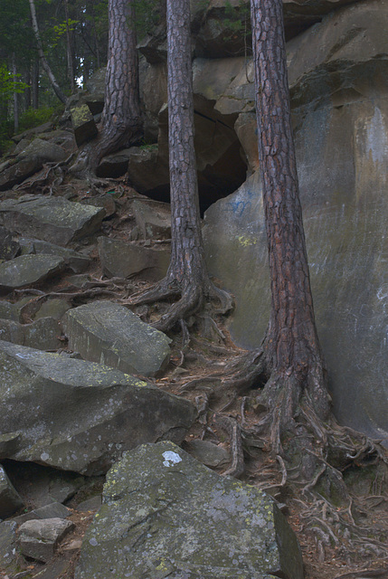 die Wurzel auf den Felsen