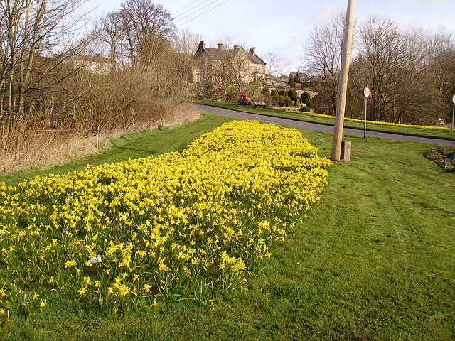 gbw - Yellow Cloud of west side daffs