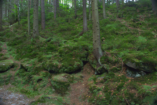 der Wald in Karpaten