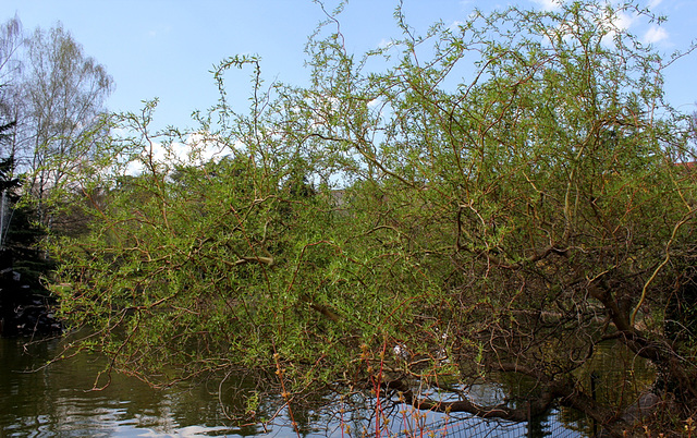 Salix matsudana Tortuosa Aureopendula =erythroflexuosa