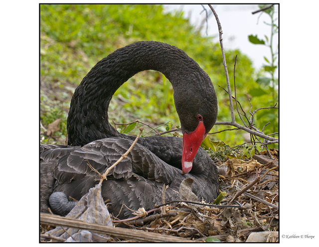 Nesting Black Swan