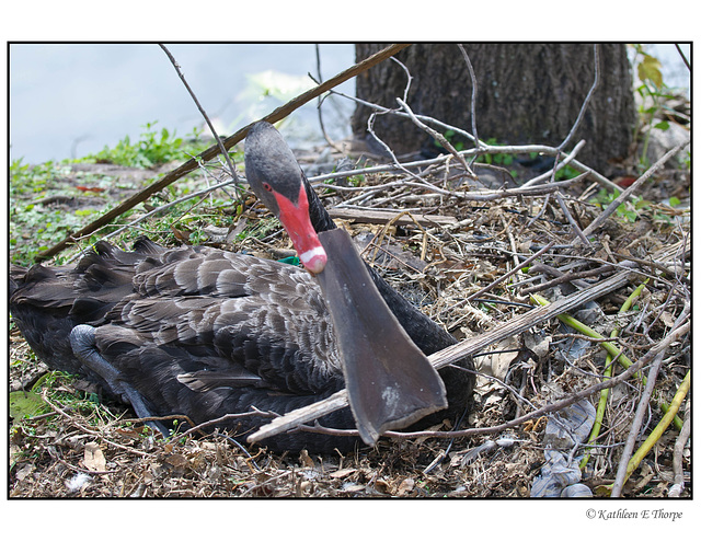 Black Swan Preparing Her Nest