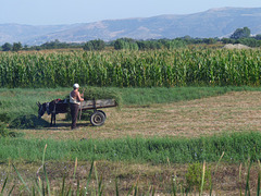 Traditional Farming