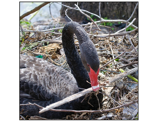 Black Swan Preparing Her Nest - 2