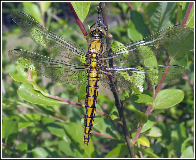 Black-tailed Skimmer (Orthetrum cancellatum)