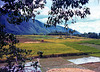 Toba Samosir Island Field