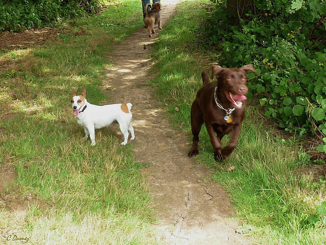 Chien sans queue ne peut exprimer sa joie