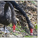 Black Swan Mates Nest Gathering