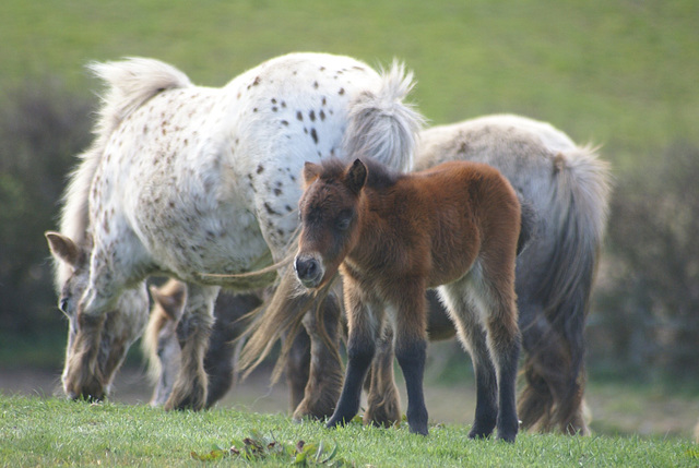 oad - ponies