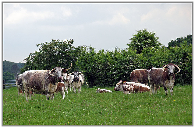 Bollin Longhorns