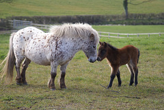 oad - mare and foal