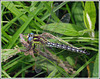 Hairy Dragonfly