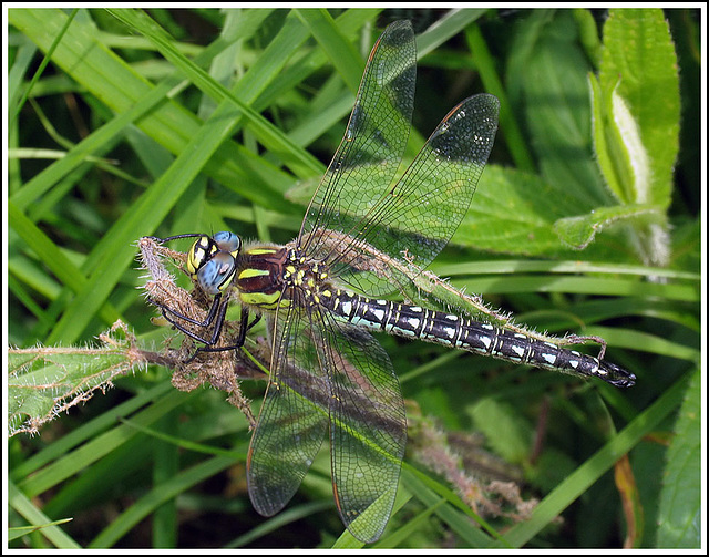 Hairy Dragonfly