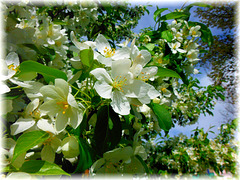 Un printemps tout en beauté