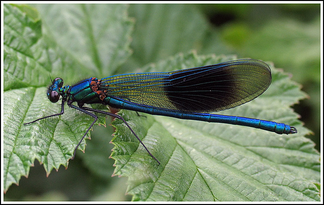 Banded Demoiselle