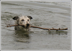 Swimming