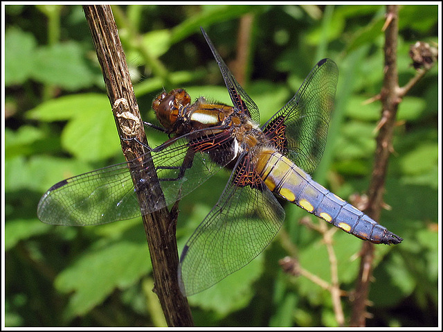 Broad-bodied Chaser