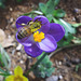 Crocus and Honey Bee 12-3-2013