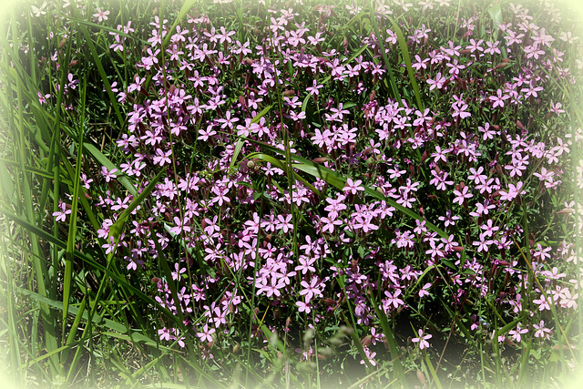 Saponaria ocymioïdes (3)