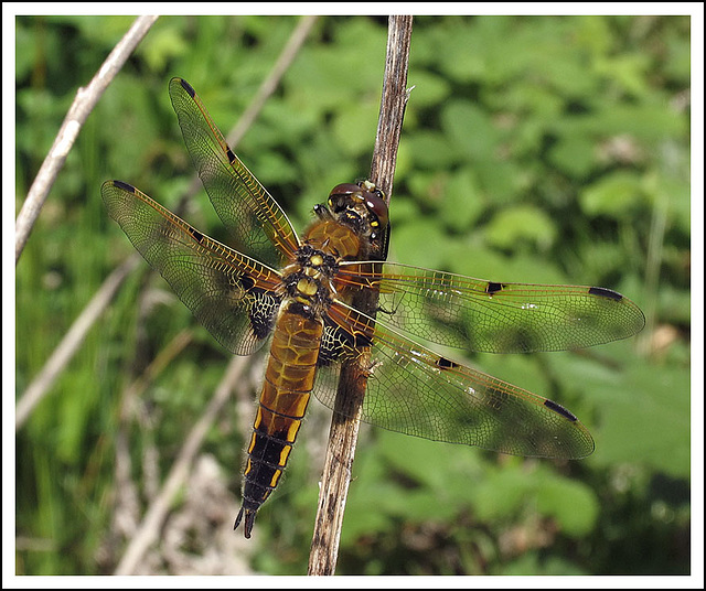 Four-spotted Chaser