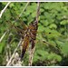 Four-spotted Chaser