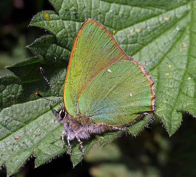 The first Green Hairstreak of the year