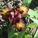 Iris nain 'Firestorm'