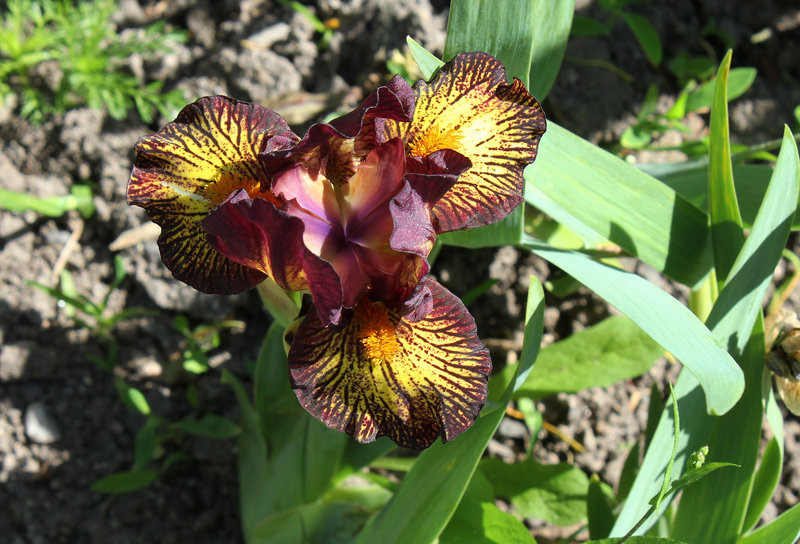 Iris nain 'Firestorm'