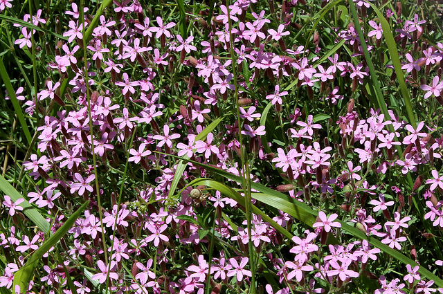 Saponaria ocymioïdes (4)