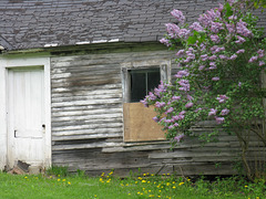 Lilac and barn