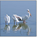 White Pelican First Encounter