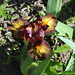 Iris nain 'Firestorm'