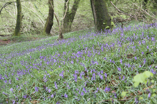 Bluebells