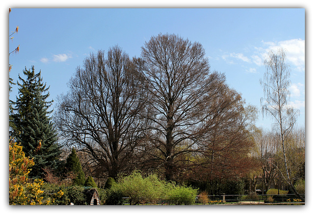 Tandem de Quercus et Fagus