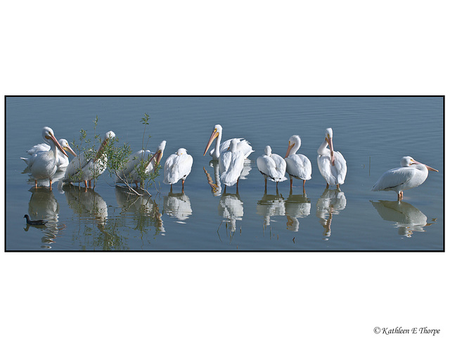 White Pelican Panorama