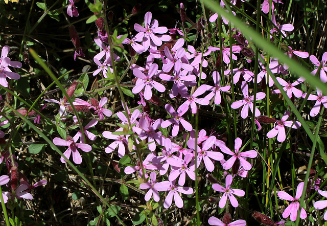 Saponaria ocymioïdes