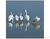 White Pelican Line-up