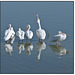 White Pelican Line-up