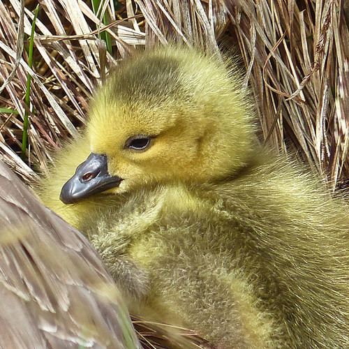 Staying close to Mom